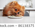 Spitz dog eats liver pate sausage 86138375