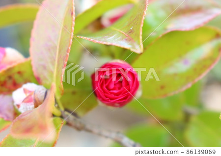 Dark pink flowers that have just begun to bloom Dark pink flowers that have just begun to bloom 86139069