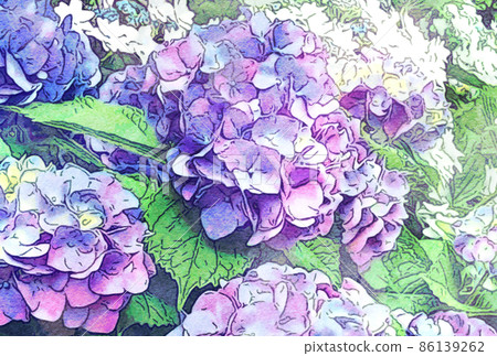 Watercolor style illustration_Beautiful hydrangea Watercolor style illustration_Beautiful hydrangea 86139262