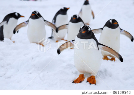 Gentoo Penguin at Otaru Aquarium Gentoo Penguin at Otaru Aquarium 86139543