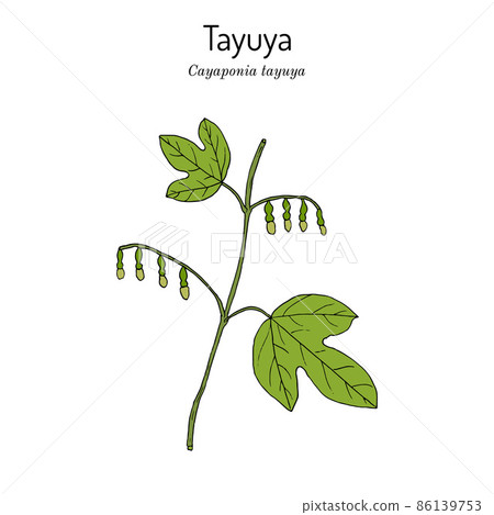 Tayuya Cayaponia tayuya , medicinal plant Tayuya Cayaponia tayuya , medicinal plant 86139753
