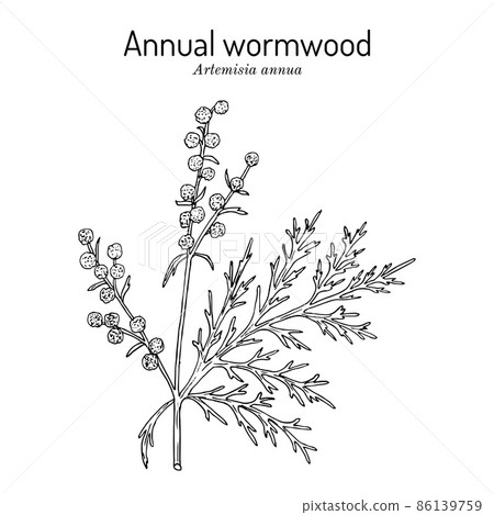 Annual wormwood or sweet sagewort Artemisia annua , medicinal plant 86139759
