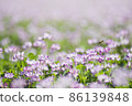 蜜蜂在田野中採集花蜜 86139848