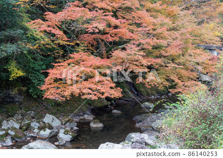 Maple of the Kiya Gorge 86140253