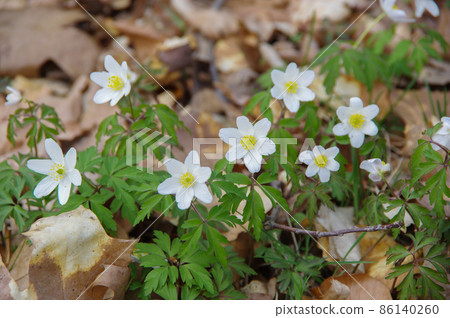 Wildflowers blooming in Sanssouci Gardens in Potsdam Wildflowers blooming in Sanssouci Gardens in Potsdam 86140260