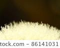 Dandelion fluff with water droplets Dandelion fluff with water droplets 86141031