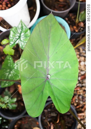 Colocasia esculenta Schott,Black Magic,Araceae , Taro Black Magic, Black Elephant Ears Plant, Elephant Ears Black Magic 86141038