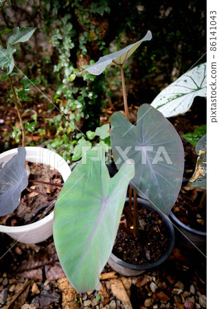 Colocasia esculenta Schott,Black Magic,Araceae , Taro Black Magic, Black Elephant Ears Plant, Elephant Ears Black Magic 86141043