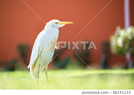 White cattle egret wild bird, also known as Bubulcus ibis, walking on green lawn at hotel yard in summer 86141215