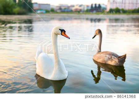 White and gray swans swimming on lake water in summer. 86141368