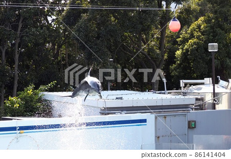 Shinagawa Aquarium Dolphin Show 86141404