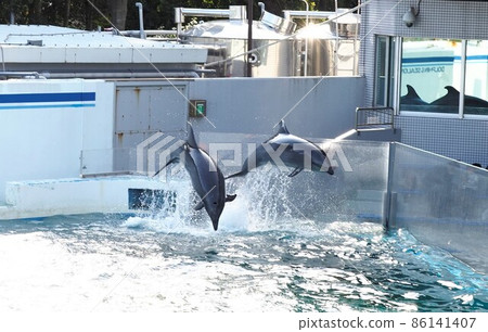 品川水族館海豚表演 品川水族館海豚表演 86141407