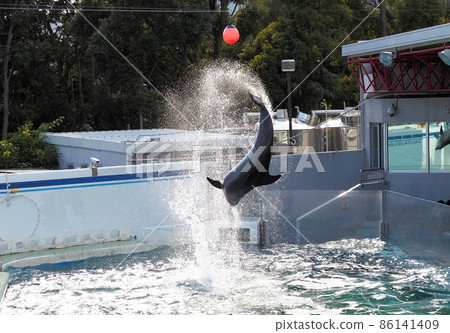 Shinagawa Aquarium Dolphin Show Shinagawa Aquarium Dolphin Show 86141409