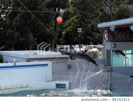Shinagawa Aquarium Dolphin Show 86141413