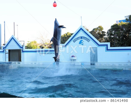Shinagawa Aquarium Dolphin Show Shinagawa Aquarium Dolphin Show 86141498