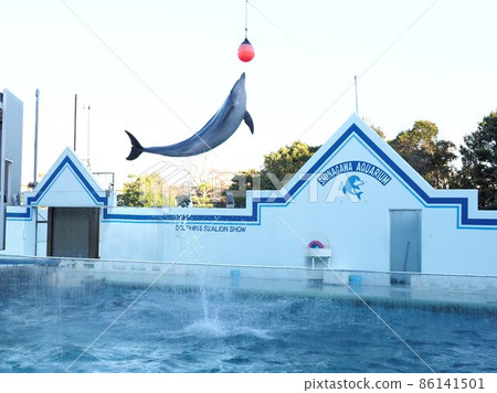 品川水族館海豚表演 86141501