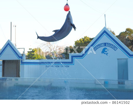 品川水族館海豚表演 86141502