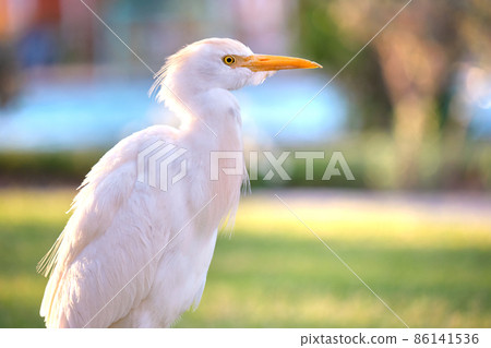 White cattle egret wild bird, also known as Bubulcus ibis walking on green lawn in summer 86141536
