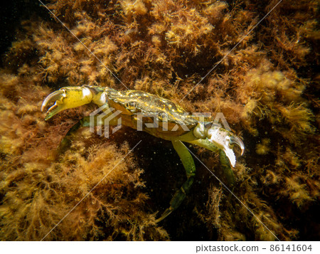 A crab among seaweed and stones 86141604