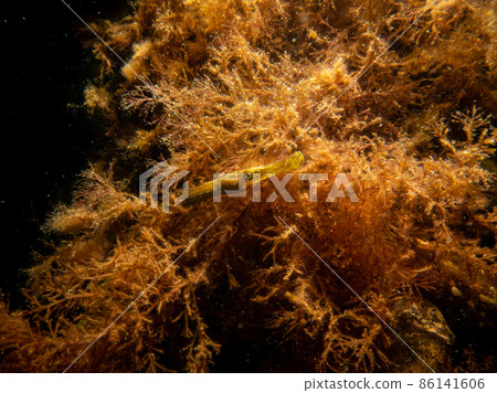 A close-up picture of a straightnose pipefish, Nerophis ophidion, among seaweed and stones 86141606