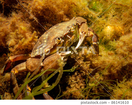 A crab among seaweed and stones A crab among seaweed and stones 86141610