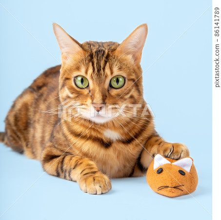 The domestic cat is holding a plush mouse. The domestic cat is holding a plush mouse. 86141789