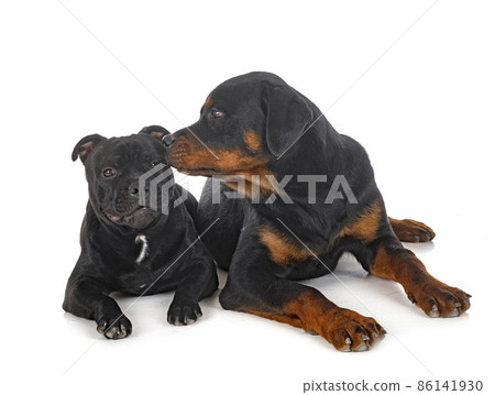 staffordshire bull terrier and rottweiler staffordshire bull terrier and rottweiler 86141930