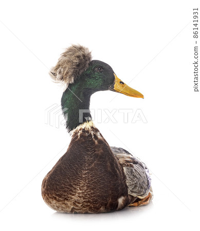 Crested duck breed 86141931