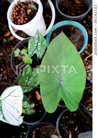 Colocasia esculenta Schott,Black Magic,Araceae , Taro Black Magic, Black Elephant Ears Plant, Elephant Ears Black Magic Colocasia esculenta Schott,Black Magic,Araceae , Taro Black Magic, Black Elephant Ears Plant, Elephant Ears Black Magic 86142181