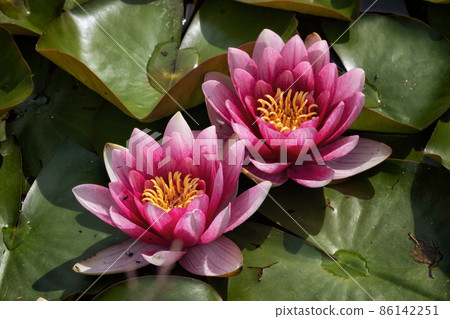Water Lily In Bloom 86142251