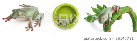 The Australian green tree frog isolated on white background with full depth of field, Set or collection The Australian green tree frog isolated on white background with full depth of field, Set or collection 86143751
