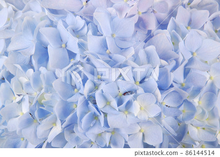 Blue hydrangea macrophyllous Blue hydrangea macrophyllous 86144514