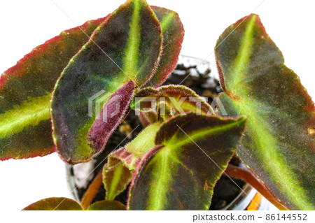 Begonia Lastada house plant on a white background. 86144552