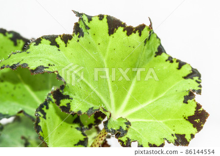 Begonia Jive house plant one leaf. 86144554