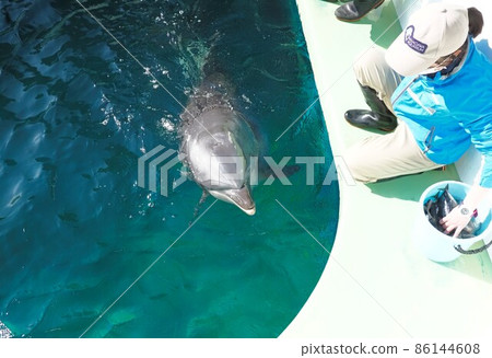 Shinagawa Aquarium Dolphins and keeper Shinagawa Aquarium Dolphins and keeper 86144608
