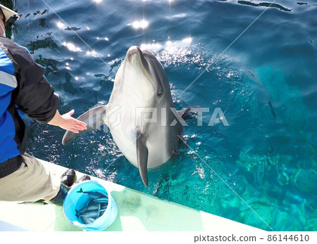 Shinagawa Aquarium Dolphins and keeper Shinagawa Aquarium Dolphins and keeper 86144610