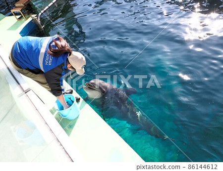 Shinagawa Aquarium Dolphins and keeper Shinagawa Aquarium Dolphins and keeper 86144612