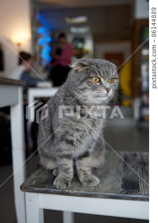 Lop-eared Scittish grey cat close-up. Darling. home 86144889