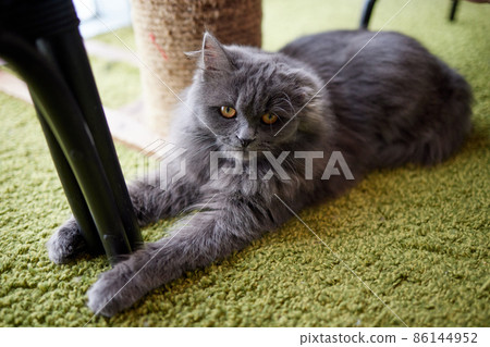 Happy cat. Scottish Fold Cat. British Blue Cat at home. Big fat and impudent cat. Happy cat. Scottish Fold Cat. British Blue Cat at home. Big fat and impudent cat. 86144952