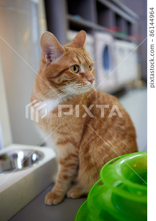 Cute cat near bowls with food and drink at home. 86144964