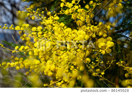 Mimosa fresh flowers 86145028