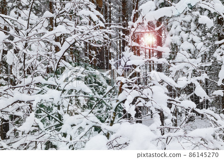 White snow on tree branches on a frosty winter day, close-up. Natural background with selective focus. 86145270