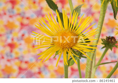 Yellow devyasil macrophylla 86145461