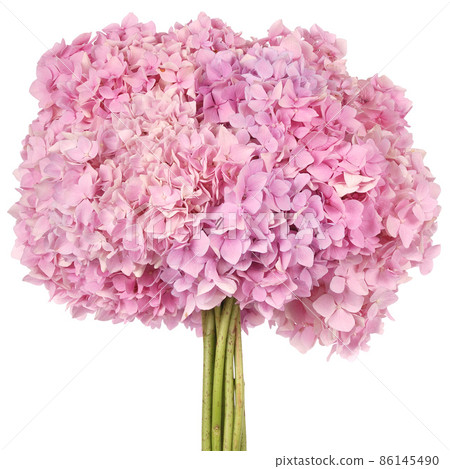 Pink flower hydrangea (Clipping path) Pink flower hydrangea (Clipping path) 86145490