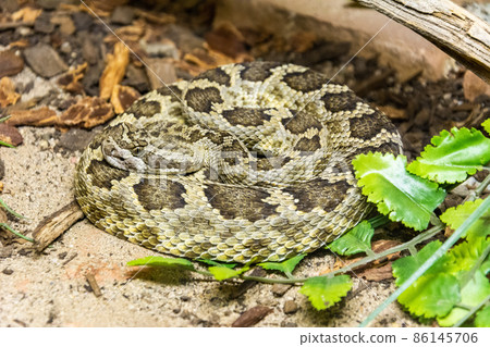 Southern Pacific Rattlesnake Southern Pacific Rattlesnake 86145706