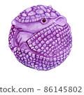 Watercolor drawing of an armadillo curled up in a purple ball. 86145802