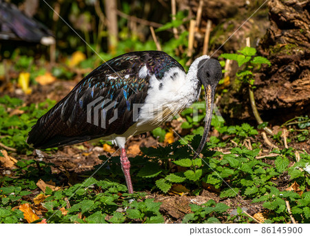 Straw-necked Ibis, Threskiornis spinicollis in the zoo Straw-necked Ibis, Threskiornis spinicollis in the zoo 86145900
