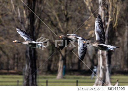 The flying greylag goose, Anser anser is a species of large goose 86145905