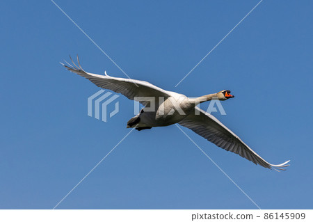 Mute swan, Cygnus olor flying over a lake in the English Garden in Munich, Germany Mute swan, Cygnus olor flying over a lake in the English Garden in Munich, Germany 86145909