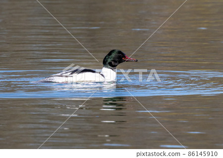 Common Merganser, Goosander, Mergus merganser, swimming on the Kleinhesseloher Lake at Munich, Germany Common Merganser, Goosander, Mergus merganser, swimming on the Kleinhesseloher Lake at Munich, Germany 86145910